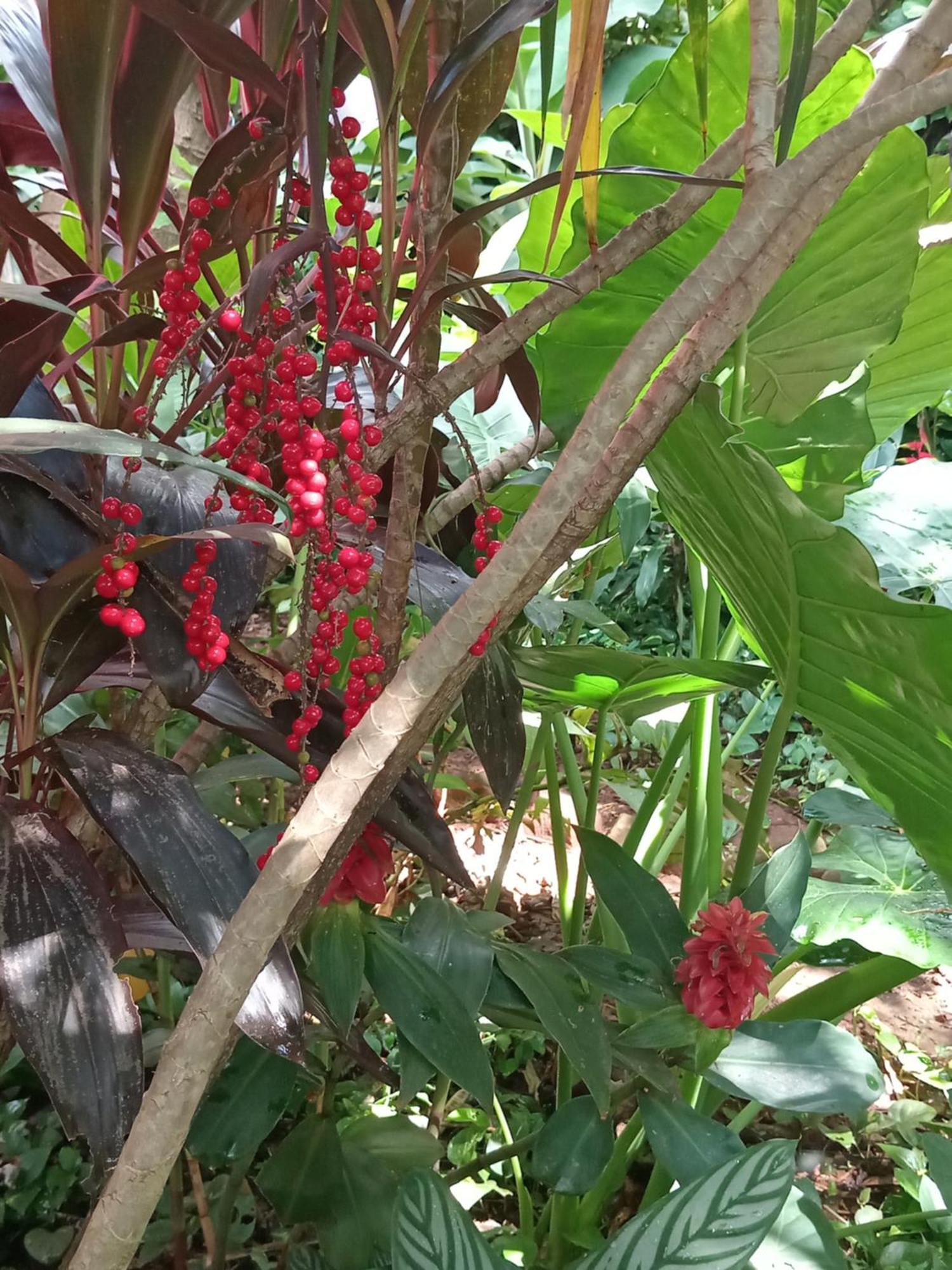 Posada Maria Iguazu プエルト・イグアス エクステリア 写真
